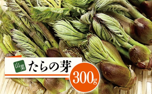 2024年発送 山菜 たらの芽 300g