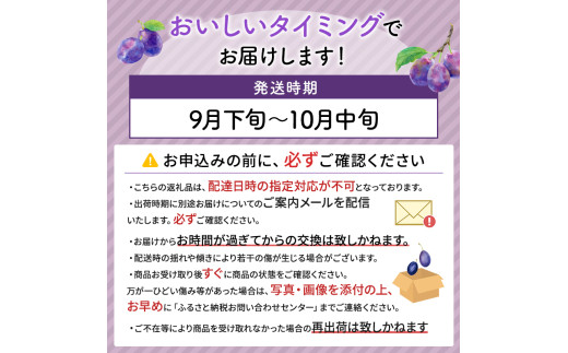 北海道仁木町産 プルーン 1.6kg（ サンプルーン ）厳選品 松山商店