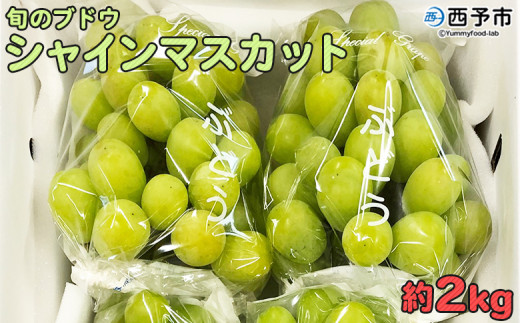 予約受付＜旬のブドウ「シャインマスカット」約2kg＞ 果物 フルーツ ぶどう 葡萄 種無し たねなし 皮ごと 甘い おいしい 食べやすい 期間限定 季節限定 食べて応援 特産品 愛媛県 西予市【冷蔵】