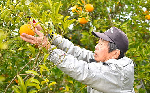 【2022年3月～発送予定】甘夏みかん 5kg オレンジ 柑橘