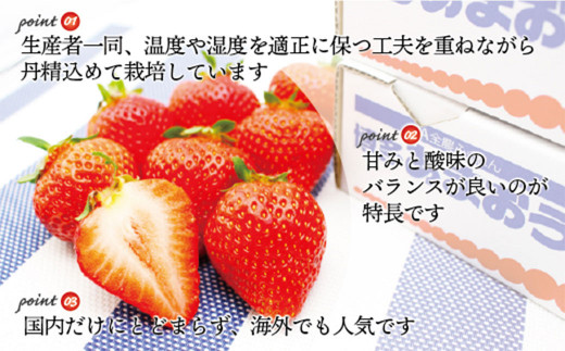 博多あまおう2パック（冬） 250g～270g×4パック【2024年12月上旬-2025年1月下旬発送予定】