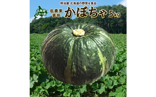 <早期予約>北海道ニセコ町 かぼちゃ5kg【2024年産】【3200601】
