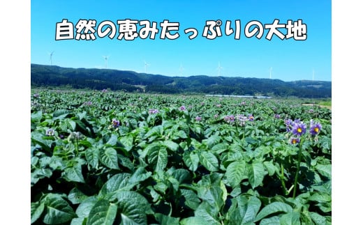 【2025年発送】北海道上ノ国町産 おいしい馬鈴薯「メークイン」　Lサイズ×10㎏