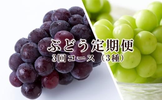 ぶどう 定期便 2025年 先行予約 晴れの国 岡山 の ぶどう定期便 3回コース 葡萄 ブドウ 岡山県産 国産 セット ギフト