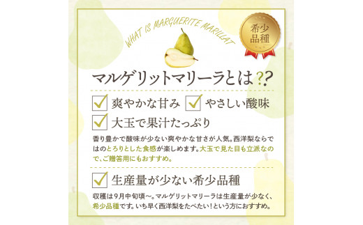 【令和6年産 先行予約】西洋梨マルゲリットマリーラ2kg　秀品　化粧箱入り 山形県 東根市 東根農産センター提供 hi027-136