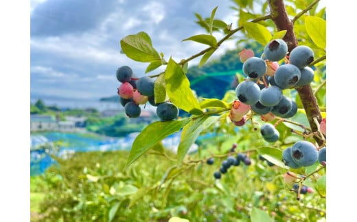 せとうち周防大島　周防大島ジャム３本セット