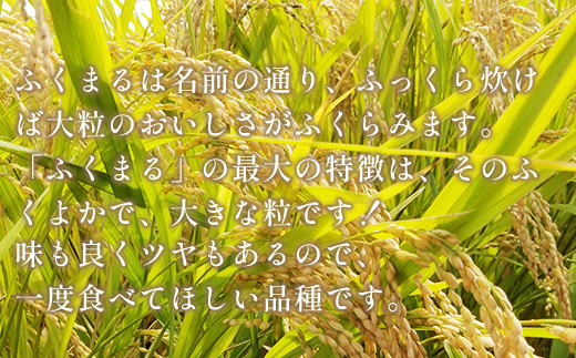 473 ふくまる 10kg 5kg × 2袋 茨城県産 人気 銘柄 令和6年