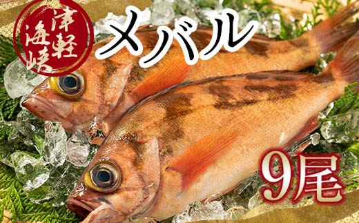 小泊港水揚げ 津軽海峡メバル 姿9尾 ※下処理済み 【卓立水産】魚 海鮮 ウスメバル メバル めばる 津軽海峡 1尾 丸ごと 津軽海峡 高級 海産物 刺身 煮付け 中泊町 青森 F6N-029