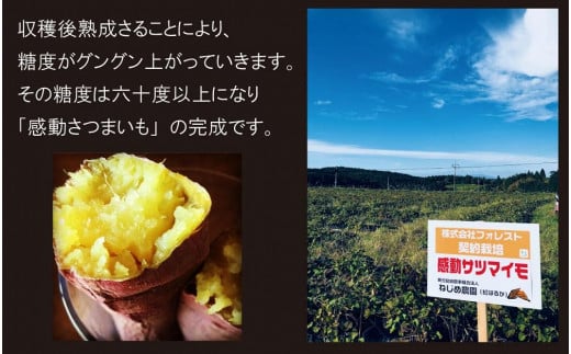 【鹿児島県産】熟成 紅はるか 5kg (1箱 ) Mサイズ さつまいも