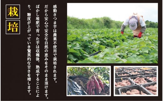 【鹿児島県産】熟成 紅はるか 5kg (1箱 ) Mサイズ さつまいも