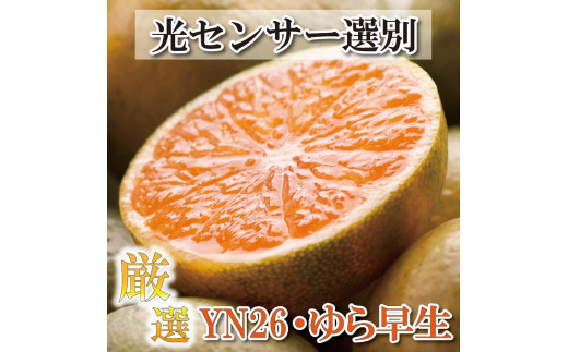 厳選 極早生有田みかん 4kg+120g（傷み補償分）YN26 ゆら早生＜2024年9月より発送＞