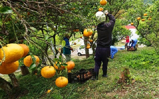 山の斜面での収穫はかなりの重労働