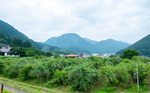 ＜2025年7月発送＞朝どれ「生ブルーベリー」詰め合わせ〈1kg〉＜栽培期間中農薬・化学肥料未使用＞【1210660】