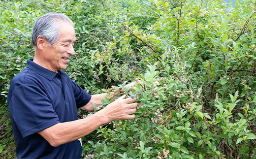 ＜2025年7月発送＞朝どれ「生ブルーベリー」詰め合わせ〈1kg〉＜栽培期間中農薬・化学肥料未使用＞【1210660】