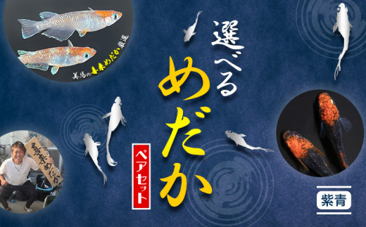 【配送不可地域あり】めだか ペアセット 紫青 《30日以内に出荷予定(土日祝除く)》喜来めだか 徳島県 美馬市 めだか 生き物 旧喜来小学校 改良めだか専門店 鑑賞用