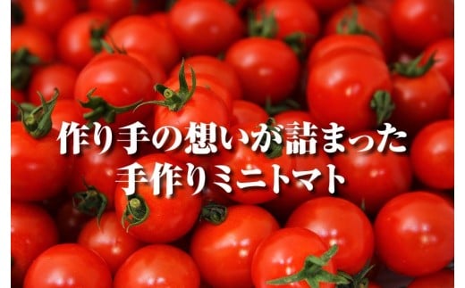 ソムリエミニトマト・プラチナ ( 3kg ) | 野菜 やさい トマト とまと ミニトマト みにとまと 熊本県 玉名市