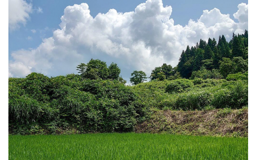 極少量米 ： 数量限定 令和5年産 新潟県上越市大島区産 棚田米コシヒカリ 2kg (2kg×1) 玄米 こしひかり