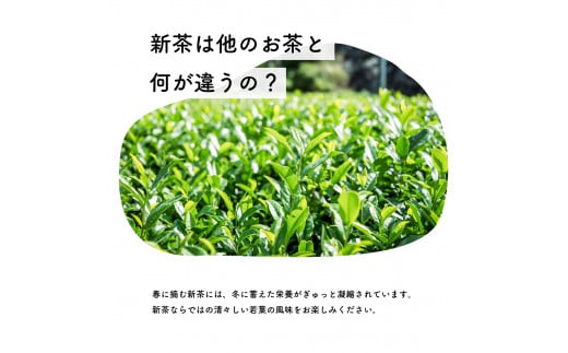 【新茶予約・2025年6月】摘みたて新茶 テトラタイプ 新茶 初摘み 2025 ティーバッグ