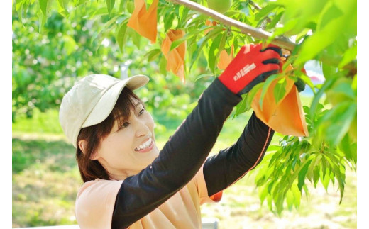 【2回定期便】白桃食べ比べコース（おかやま夢白桃・冬桃がたり）岡山県総社市産【2024年産先行予約】24-063-001