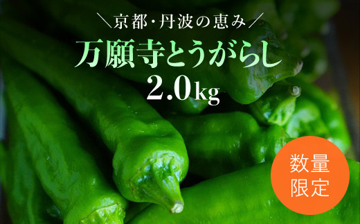 万願寺とうがらし 2㎏ / ふるさと納税 京野菜 野菜 旬の野菜 万願寺とうがらし 京都府 福知山市