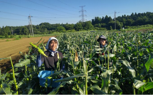 三ツ星コーン収穫体験　８月５日（土）　先着５組様限定 [№5346-0395]