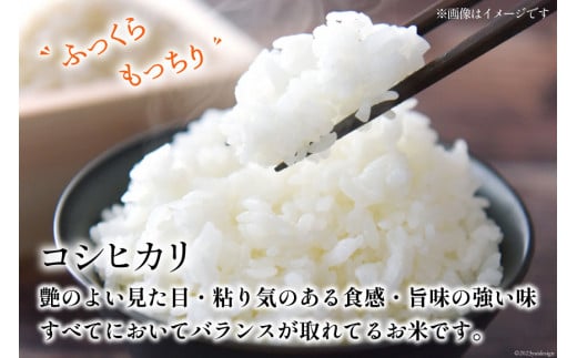 【期間限定発送】 米 令和6年 コシヒカリ 白米 900g(6合) [みどりの波 石川県 宝達志水町 38601061] こしひかり 精米 お米 ご飯 ごはん お試し 少量