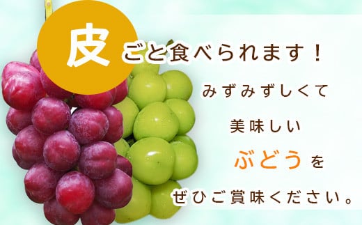 [No.5657-3818]信州須坂産クイーンルージュ®、シャインマスカット詰め合わせ 合計約2kg (約3～6房) 《坂井果樹園》■2024年発送■※9月下旬頃～11月中旬頃まで順次発送予定