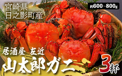 ＜期間限定＞山太郎ガニ(3杯・約600g-800g)海鮮 魚介類 蟹 カニ モクズガニ【SK001】【居酒屋 左近】