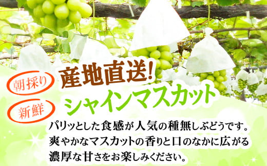 [No.5657-4078]シャインマスカット約2kg (約4～7房) 《蜻蛉果樹園》■2024年発送■※10月上旬頃～11月上旬頃まで順次発送予定