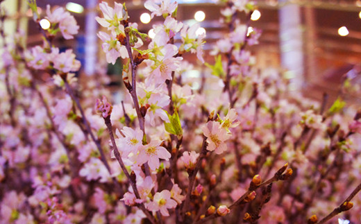 【2025年1月～3月頃発送】冬に咲く桜「啓翁桜」の切り花（80～90cm枝×8～10本）_F068(R6)