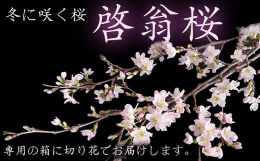 【2025年1月～3月頃発送】冬に咲く桜「啓翁桜」の切り花（80～90cm枝×8～10本）_F068(R6)