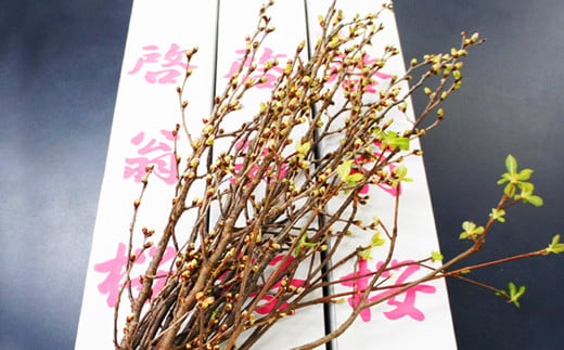 【2025年1月～3月頃発送】冬に咲く桜「啓翁桜」の切り花（80～90cm枝×8～10本）_F068(R6)