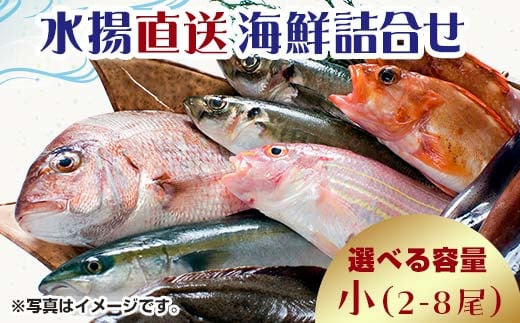 中泊水揚直送 海鮮詰合せ 小 （2～8尾程度） ※下処理済み 【徐福の里物産品直売所】 旬 詰め合わせ 海鮮 ウスメバル メバル めばる ソイ カレイ ヒラメ 真鯛 タイ タコ ホッケ 中泊 青森県 F6N-025