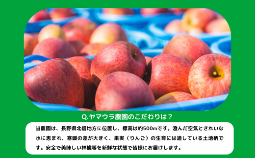 りんご サンつがる 家庭用 3kg ヤマウラ農園 沖縄県への配送不可 2024年9月上旬頃から2024年9月中旬頃まで順次発送予定 令和6年度収穫分 信州 果物 フルーツ リンゴ 林檎 長野 11000円 予約 農家直送 長野県 飯綱町 [1572]