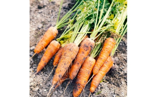 日本を平和にする人参 Peace&Carrots 約２㎏セット 人参 約2kg 栽培期間中 農薬不使用 にんじん ニンジン 野菜 カロテン 食物繊維 栽培期間中農薬不使用