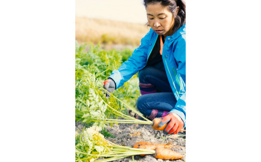 日本を平和にする人参 Peace&Carrots 約２㎏セット 人参 約2kg 栽培期間中 農薬不使用 にんじん ニンジン 野菜 カロテン 食物繊維 栽培期間中農薬不使用