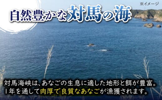 【お歳暮対象】対馬 煮あなご膳 セット《対馬市》【対馬地域商社】九州 長崎 アナゴ [WAC015]あなご 穴子重 穴子 海鮮 海産物 魚介 人気 ランキング 冷凍 対馬 長崎 九州 贈答 魚 煮穴子 肉厚 煮穴子重