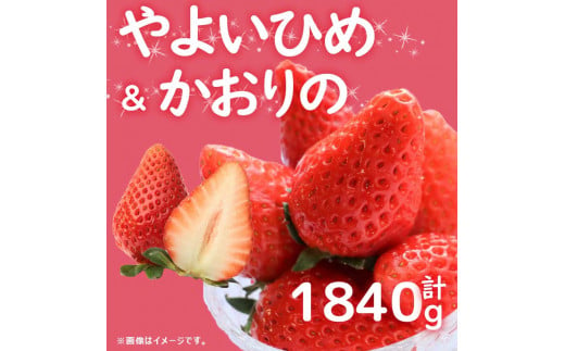 先行予約  訳あり いちご やよいひめ かおりの 2種 計1840g  苺 ストロベリー 果物 フルーツ ケーキ ゼリー ジュース アイス シャーベット チョコ フルーツサンド いちご大福 大福 洋菓子 和菓子 スイーツ デザート ジャム 不揃い 規格外 家庭用 甘い 人気 おすすめ お取り寄せ グルメ 徳島県 阿波市 Berry Mate Farm