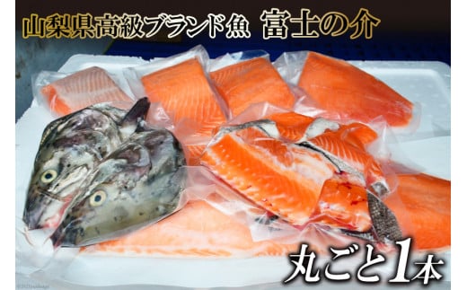 【山梨県高級ブランド魚】「富士の介」丸ごと１本セット / 山本食肉 / 山梨県 韮崎市 [20741209]