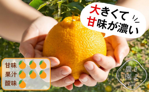 不知火 希少な樹上完熟！ 秀品大玉 6個入 (約2kg)　【先行予約 2025年2月下旬頃から発送】【KT2】