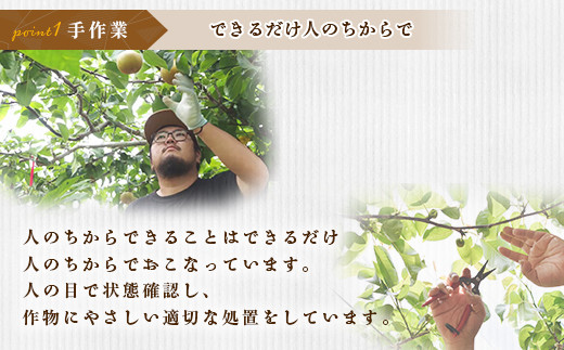 355 にっこり梨 約1.5kg 3玉 4L以上 大玉 梨 なし 先行予約 【2024年 10月上旬ころより順次発送予定】