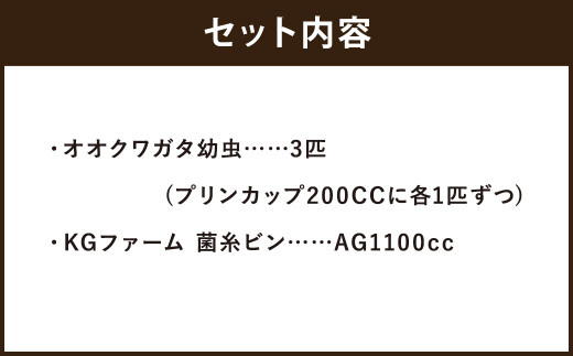 オオクワガタ幼虫 菌糸ビンセット