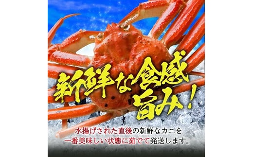 974　遊佐沖　ボイル・本ズワイガニ 1匹 500g程度