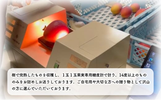 2025年 先行予約 アップルマンゴー 約1kg 2～3玉 セット 八重山マンゴー品評会総合1位を計3回獲得！高糖度保証！農園ファイミール 濃厚 果物 フルーツ