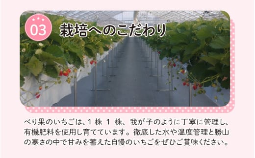 【先行予約】勝山産いちご（かおり野）400g×1パック ※2024年12月中旬より順次発送 [A-045009]