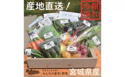 採れたて野菜を箱いっぱい詰め込んで♪岩沼みんなの家の「みんなの直売！野菜」セット詰め合わせ [№5704-0326]