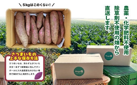 【有機JAS】 紅はるか ５kg さつまいも 甘藷 無農薬 オーガニック 〈サイズ不揃い〉 訳あり