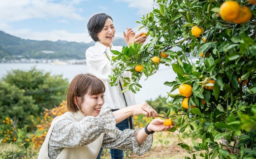 町内観光周遊 レンタサイクル利用券