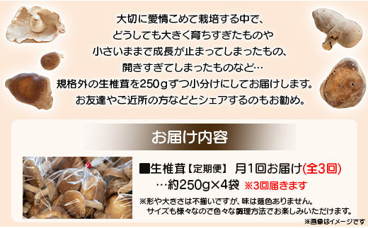 しいたけ 椎茸 3か月定期便 訳あり 生椎茸 3kg(250ｇ×12袋) - しいたけ きのこ キノコ 野菜 生しいたけ 不揃い 個包装 無農薬 お鍋 国産 やまももファーム Wyo-0016