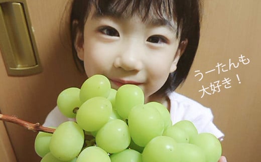 【先行予約】上村農園 (ハウス)シャインマスカット 5房から8房 (約3kg) 2025年7月中旬から8月上旬 出荷予定